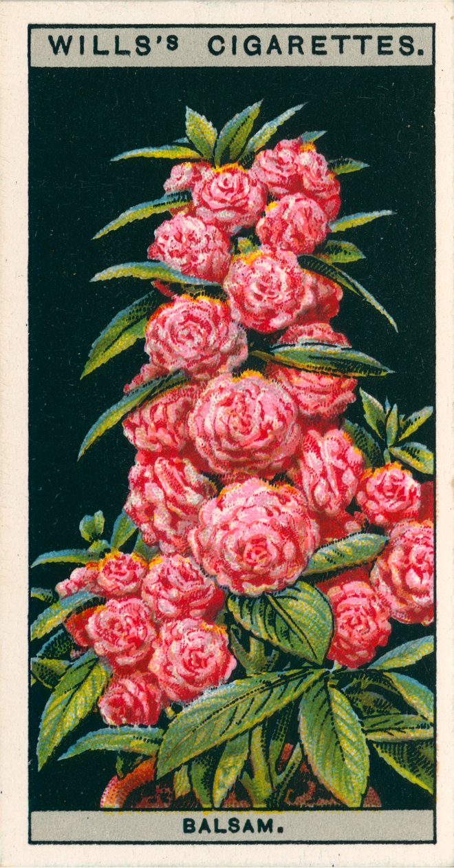 Blomsterkultur i potter: Kamelia-blomsterbalsam (chromolitho) af English School