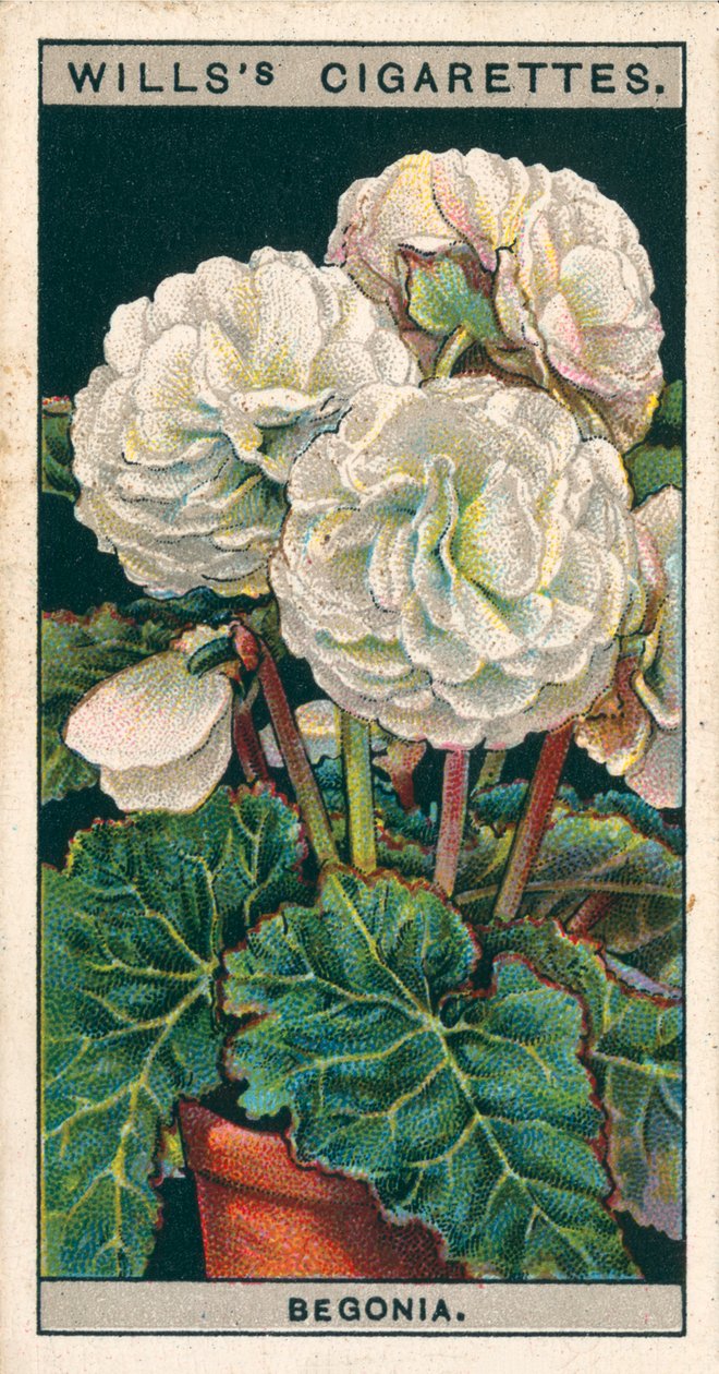 Blomsterkultur i potter: Dobbeltknoldet begonia (chromolitho) af English School