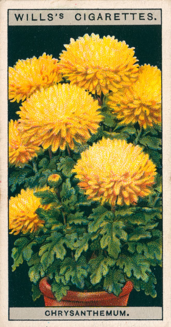 Blomsterkultur i potter: Dværgchrysanthemum (chromolitho) af English School