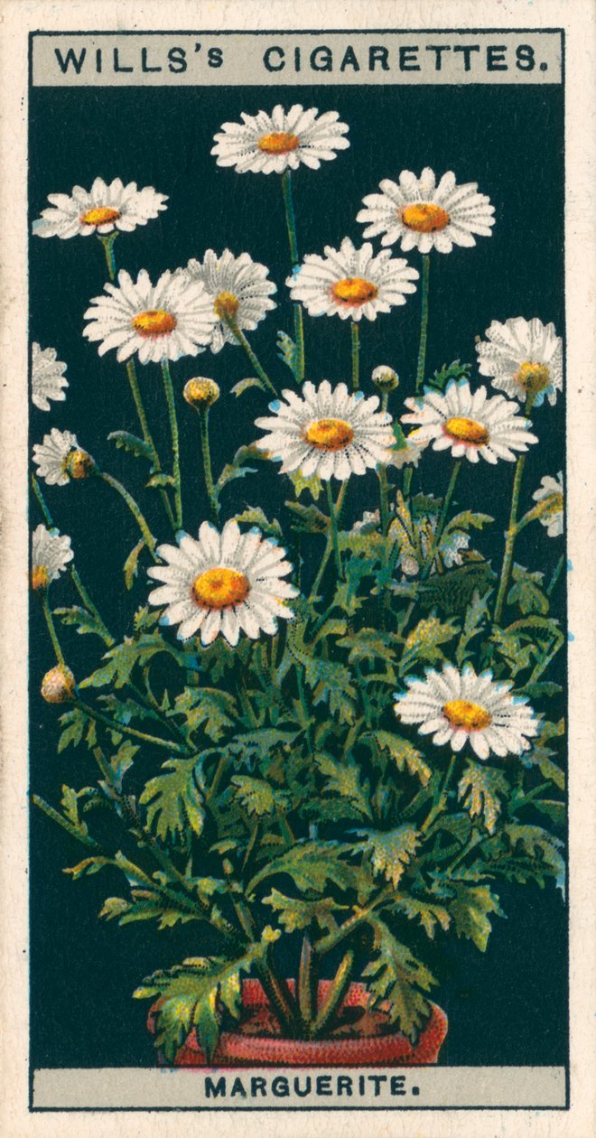 Blomsterkultur i potter: Marguerite (chromolitho) af English School