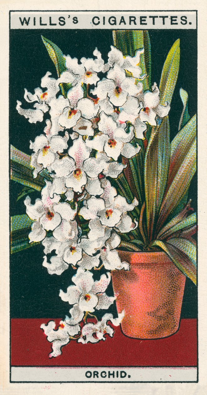 Blomsterkultur i potter: Orkidé (chromolitho) af English School