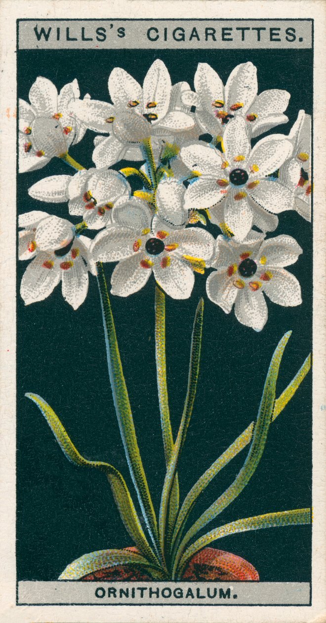 Blomsterkultur i potter: Ornithogalum (chromolitho) af English School