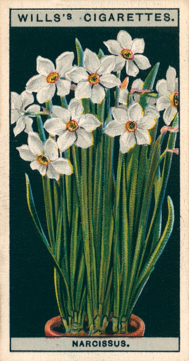 Blomsterkultur i potter: Poetens Narcissus (chromolitho) af English School