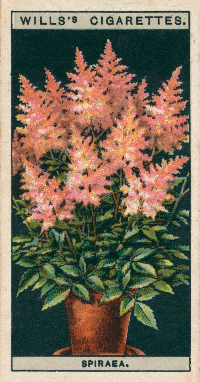 Blomsterkultur i potter: Spiraea (chromolitho) af English School