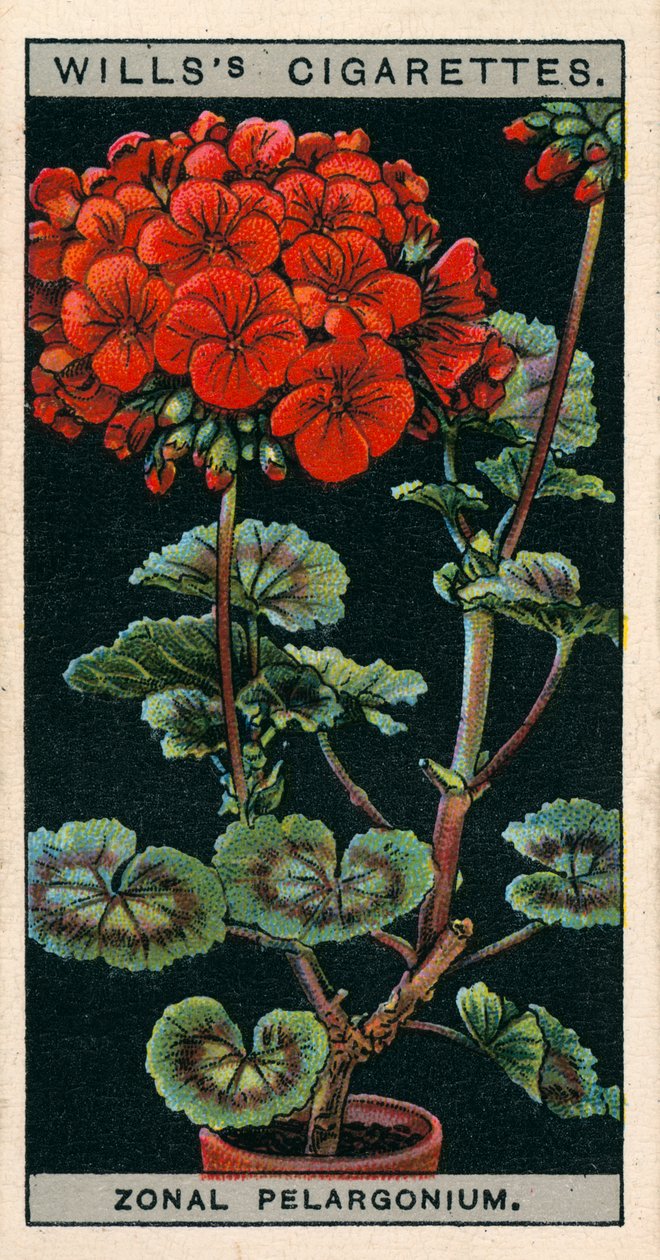 Blomsterkultur i potter: Zonal Pelargonium eller Geranium (chromolitho) af English School