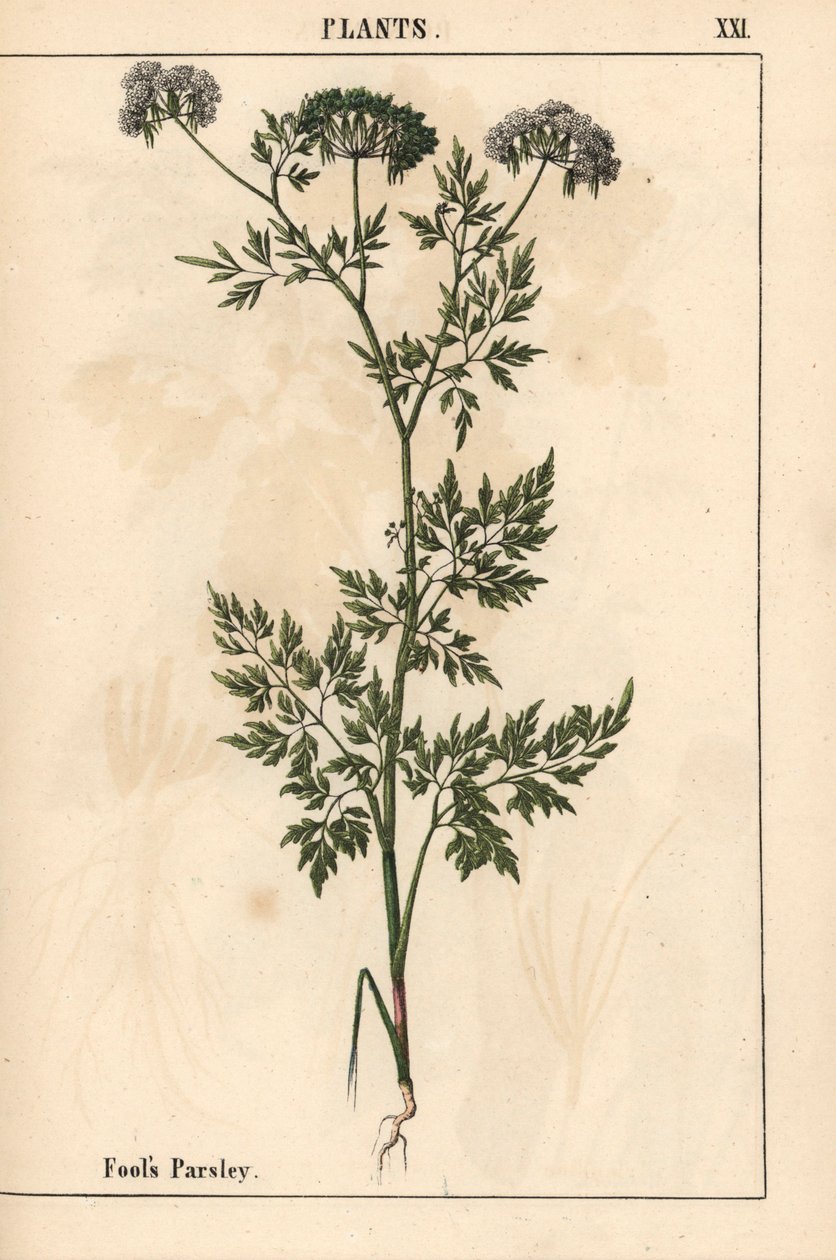 Dårpersille Aethusa cynapium   , fra "The Instructive Picturebook, or Lessons from the Vegetable World," [Charlotte Mary Yonge], Edinburgh af English School