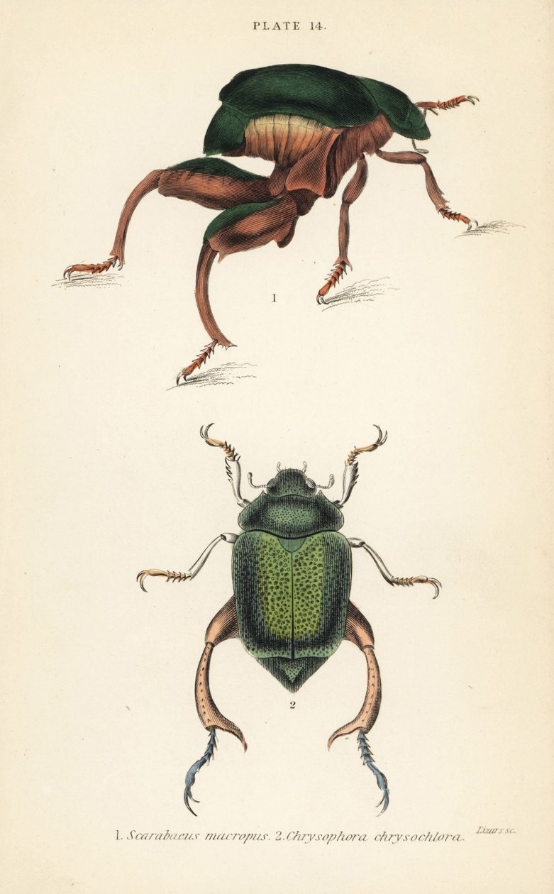 Frøbensbille eller kængurubille, Sagra papuana 1, og skinnende bladbille, Chrysophora chrysochlora af English School