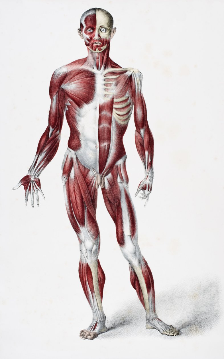 Forsiden af den mandlige menneskekrop viser muskler sener og knogler, fra The Vessels of the Human Body, redigeret af Jones Quain og William Wilson, udgivet af Taylor og Watson, London i 1837 (farve lith af English School