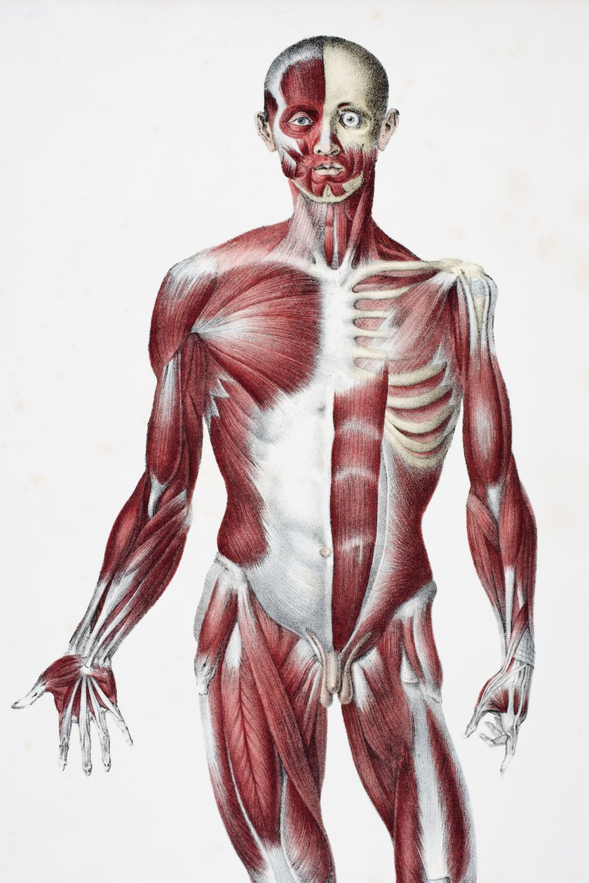 Forsiden af den mandlige menneskekrop viser muskler sener og knogler, fra The Vessels of the Human Body, redigeret af Jones Quain og William Wilson, udgivet af Taylor og Watson, London i 1837 (farve lith af English School
