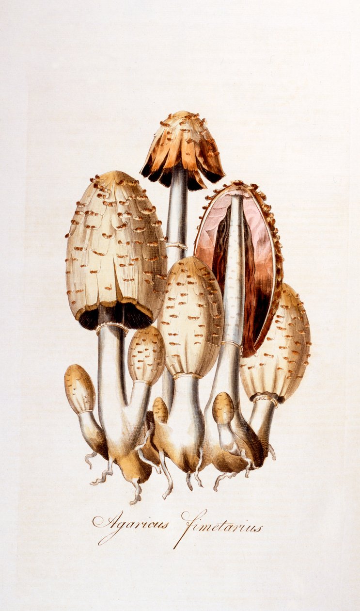 Svampe: Agaricus fimelarius [almindelig blækhætte], illustration fra Flora Londiniensis [Flowers of London] af William Curtis, udgivet 1777-98 (farvegravering) af English School