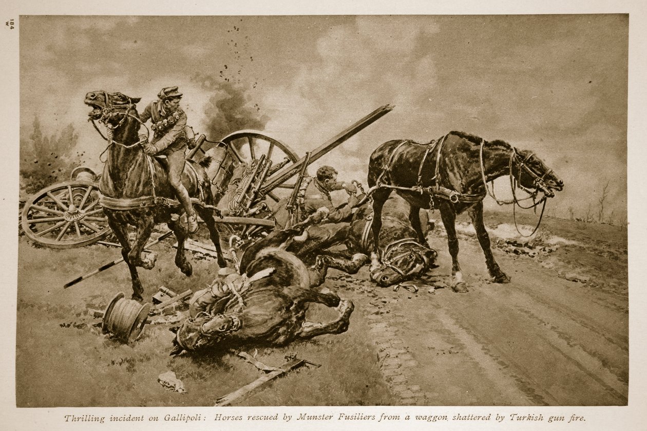 Gallipoli: Heste reddet af Munster Fusiliers fra en vogn knust af tyrkisk kanonild, 1914-19 af English School