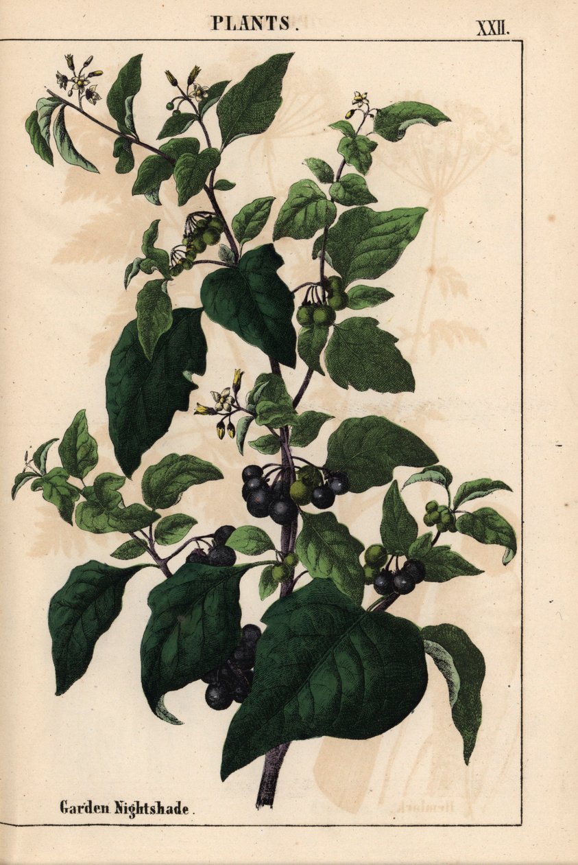 Have eller sort natskygge med sorte bær Solanum nigrum   , fra "The Instructive Picturebook, or Lessons from the Vegetable World," [Charlotte Mary Yonge], Edinburgh af English School