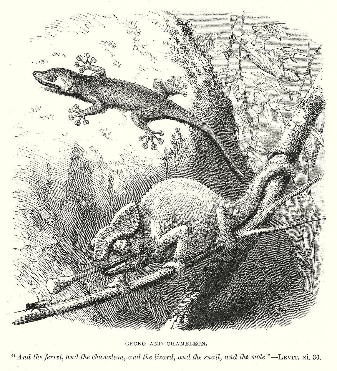 Gecko og kamæleon (gravering) af English School