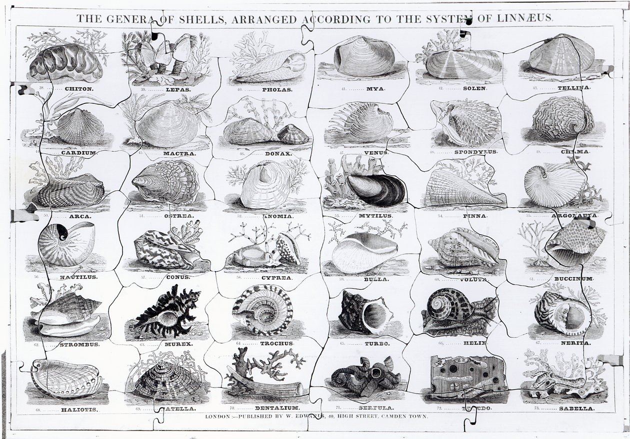 Genera of Shells stiksav, pub. af W. Edwards af English School