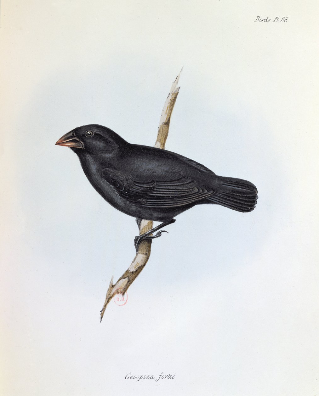 Geospiza Fortis, illustration fra The Zoology of the Voyage of H.M.S. Beagle, 1832-36, af Charles Darwin (1809-92), 1840 af English School