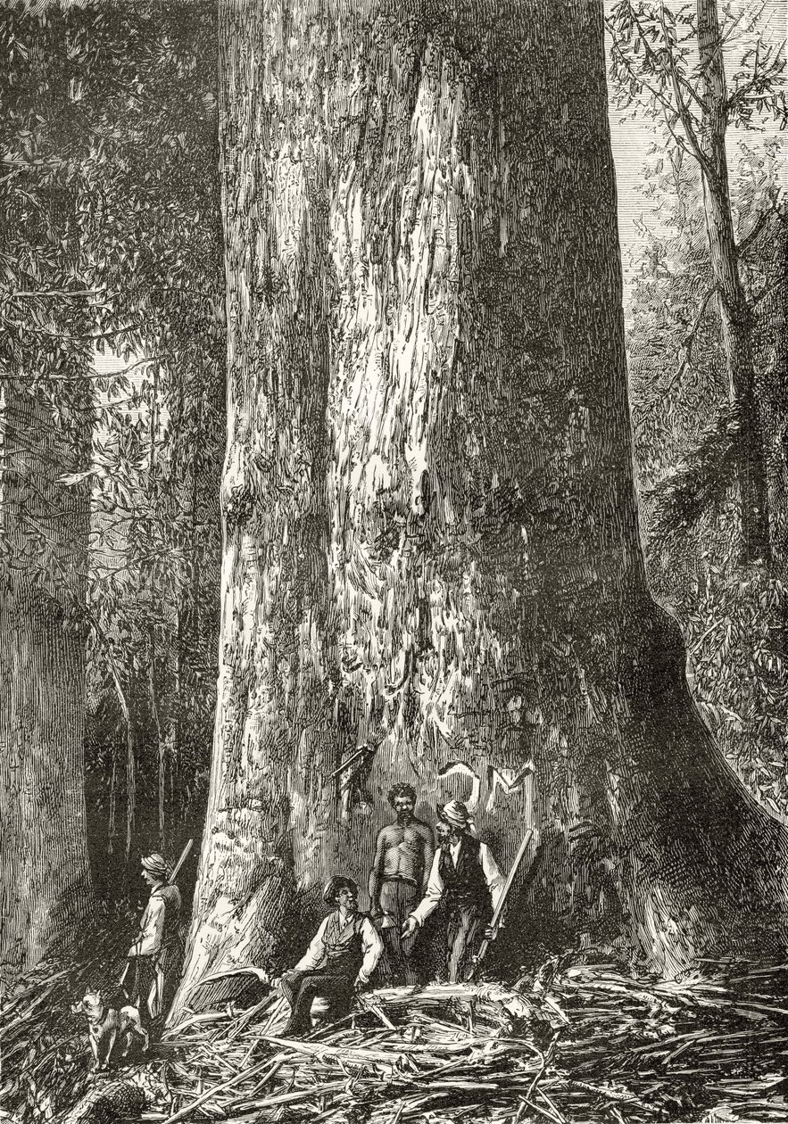 Giant Gum Tree, ca. 1880, fra "Australian Pictures" af Howard Willoughby, udgivet af Religious Tract Society, London, 1886 af English School