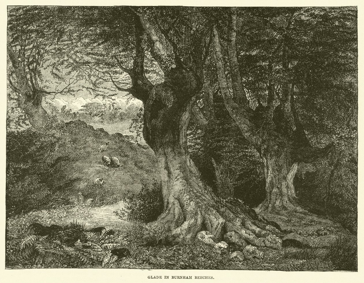 Glade i Burnham Beeches (gravering) af English School