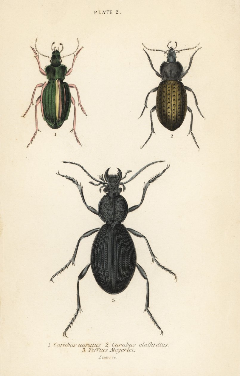 Gylden jordbille, Carabus auratus 1, jordbille, Carabus clathratus 2 og stor sort jordbille, Tefflus megerlei af English School