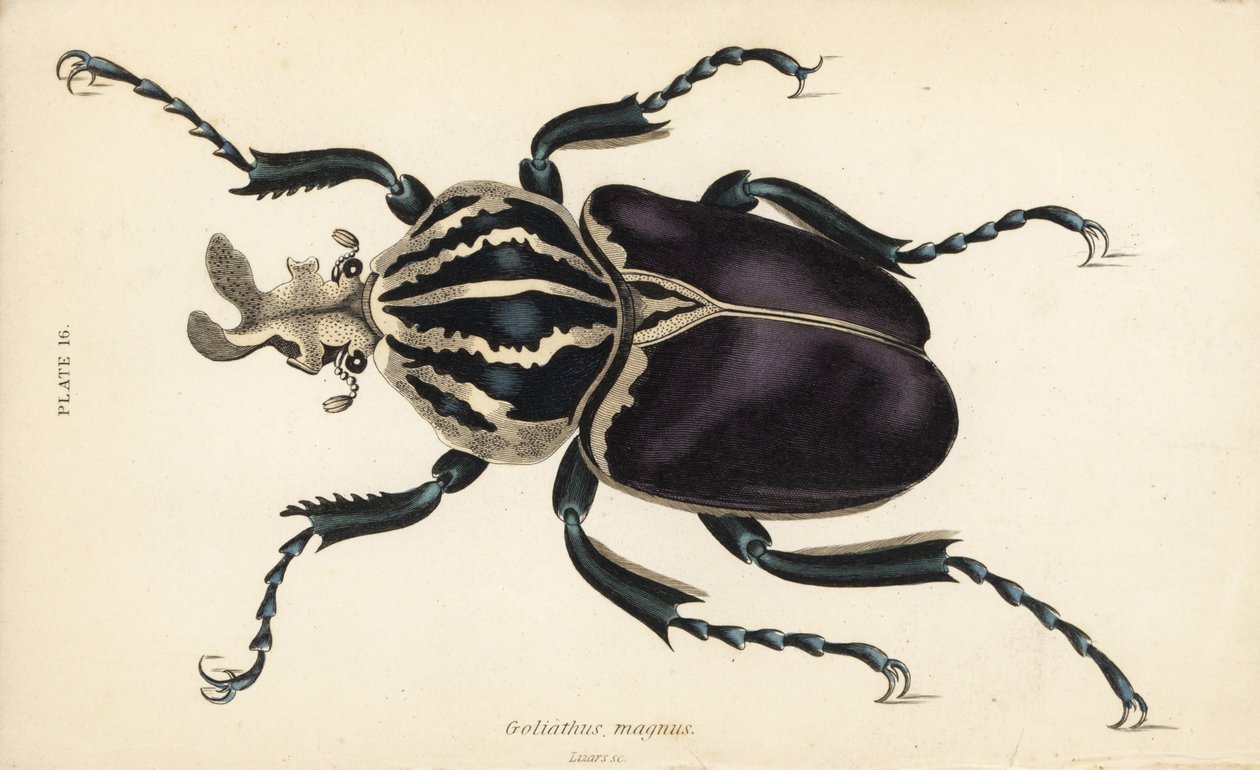 Goliatbille, Goliathus goliatus (Goliathus magnus) af English School