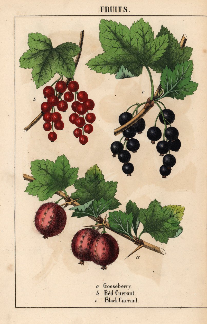 Stikelsbær, ribs og solbærfrugter   , fra "The Instructive Picturebook, or Lessons from the Vegetable World," [Charlotte Mary Yonge], Edinburgh af English School