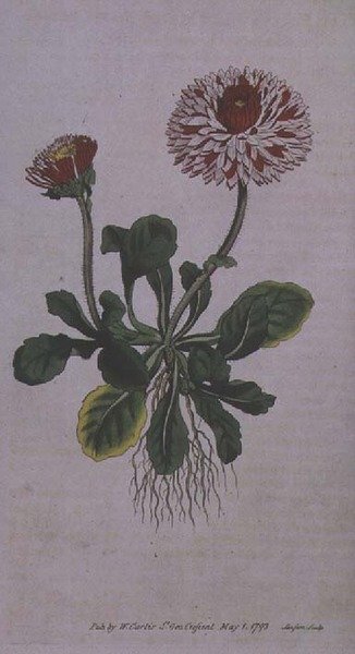 Stor dobbelt marguerit (Bellis perennis var. major flore pleno), plade 228 fra William Curtis