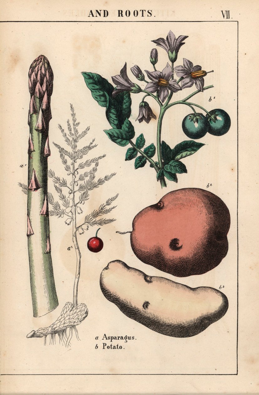 Grønne asparges og kartofler   , fra "The Instructive Picturebook, or Lessons from the Vegetable World," [Charlotte Mary Yonge], Edinburgh af English School
