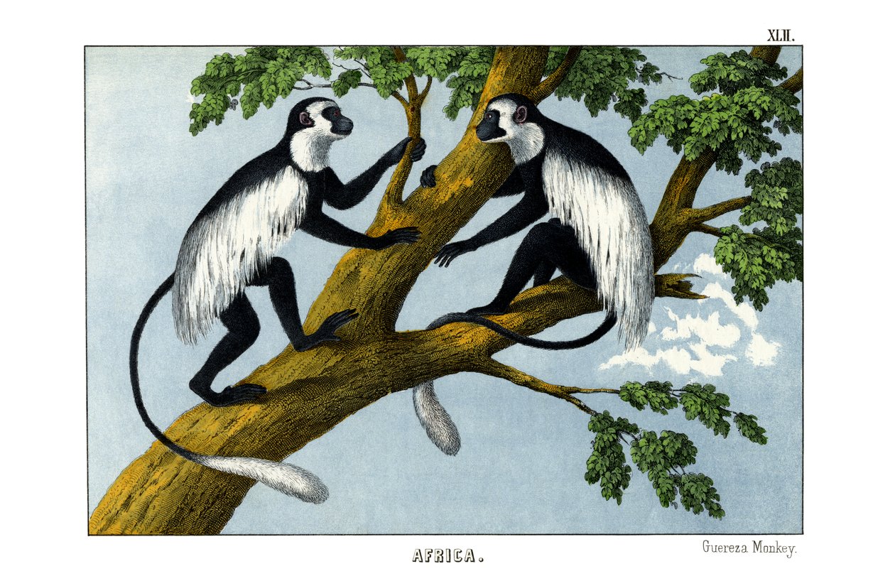 Monkey Guereza af English School
