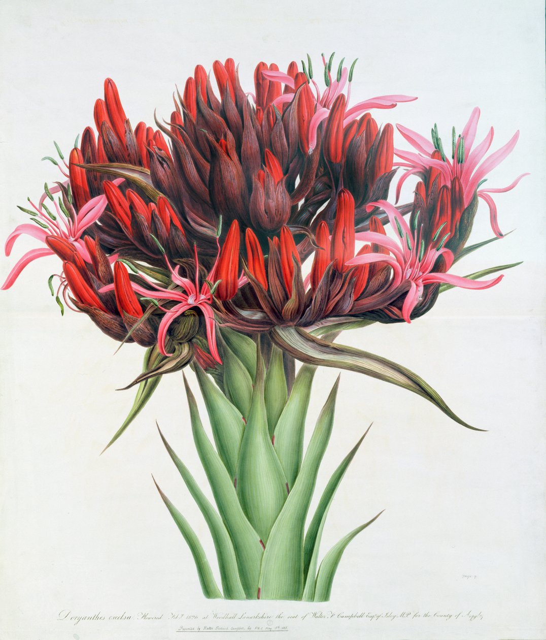 Gymea Lily, 1826 (wc på papir) af English School