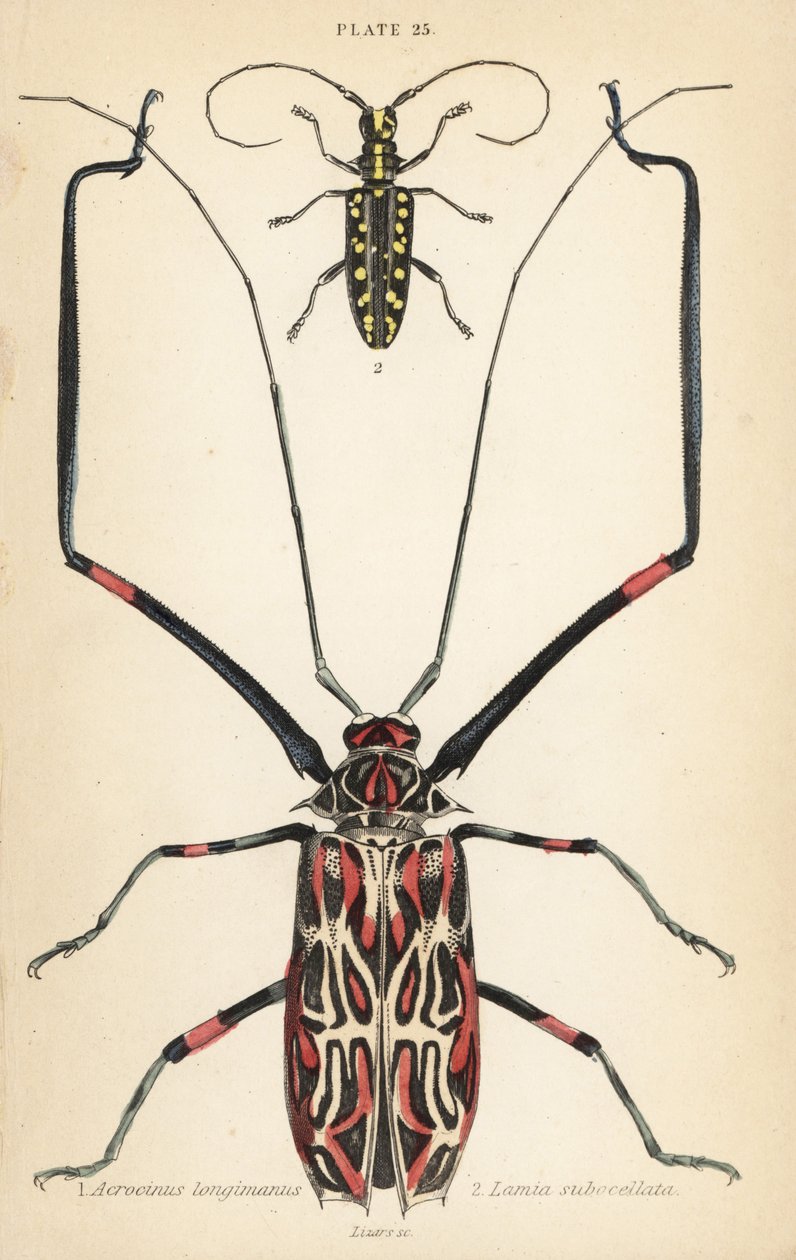 Harlekinbillen, Acrocinus longimanus 1, og den fladvendte langhornsbille, Taeniotes subocellatus af English School