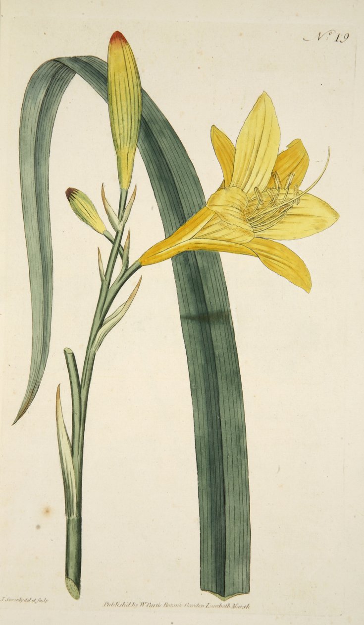Hemerocallis Flava (Yellow Day Lily) fra The Botanical Magzaine eller Flower Garden Displayed, pub. 1796 (håndfarvet gravering) af English School