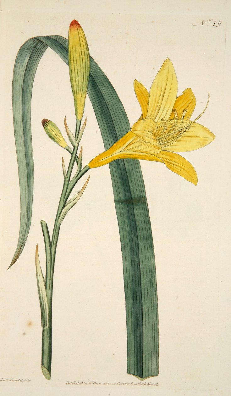 Hemerocallis Flava Yellow Day Lily, pub. 1796 håndkoloreret gravering. af English School
