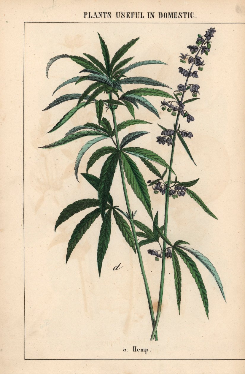 Hamp med blå blomster  , fra "The Instructive Picturebook, or Lessons from the Vegetable World," [Charlotte Mary Yonge], Edinburgh af English School