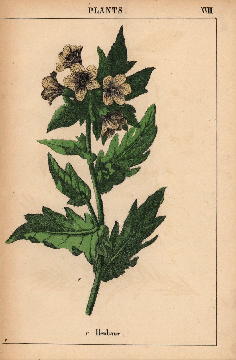 Henbane   , fra "The Instructive Picturebook, or Lessons from the Vegetable World," [Charlotte Mary Yonge], Edinburgh af English School