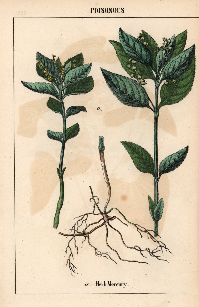 Urter kviksølv   , fra "The Instructive Picturebook, or Lessons from the Vegetable World," [Charlotte Mary Yonge], Edinburgh af English School