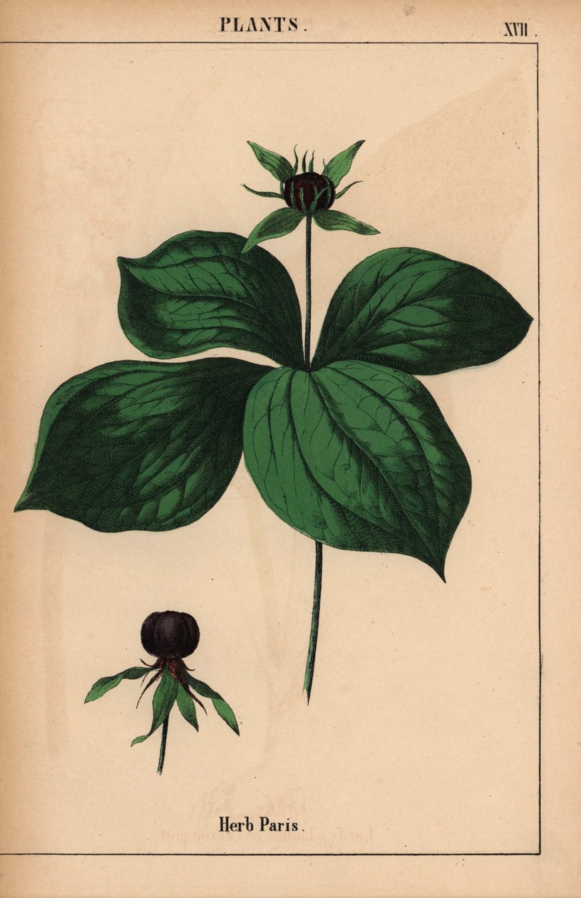 Herb Paris   , fra "The Instructive Picturebook, or Lessons from the Vegetable World," [Charlotte Mary Yonge], Edinburgh af English School