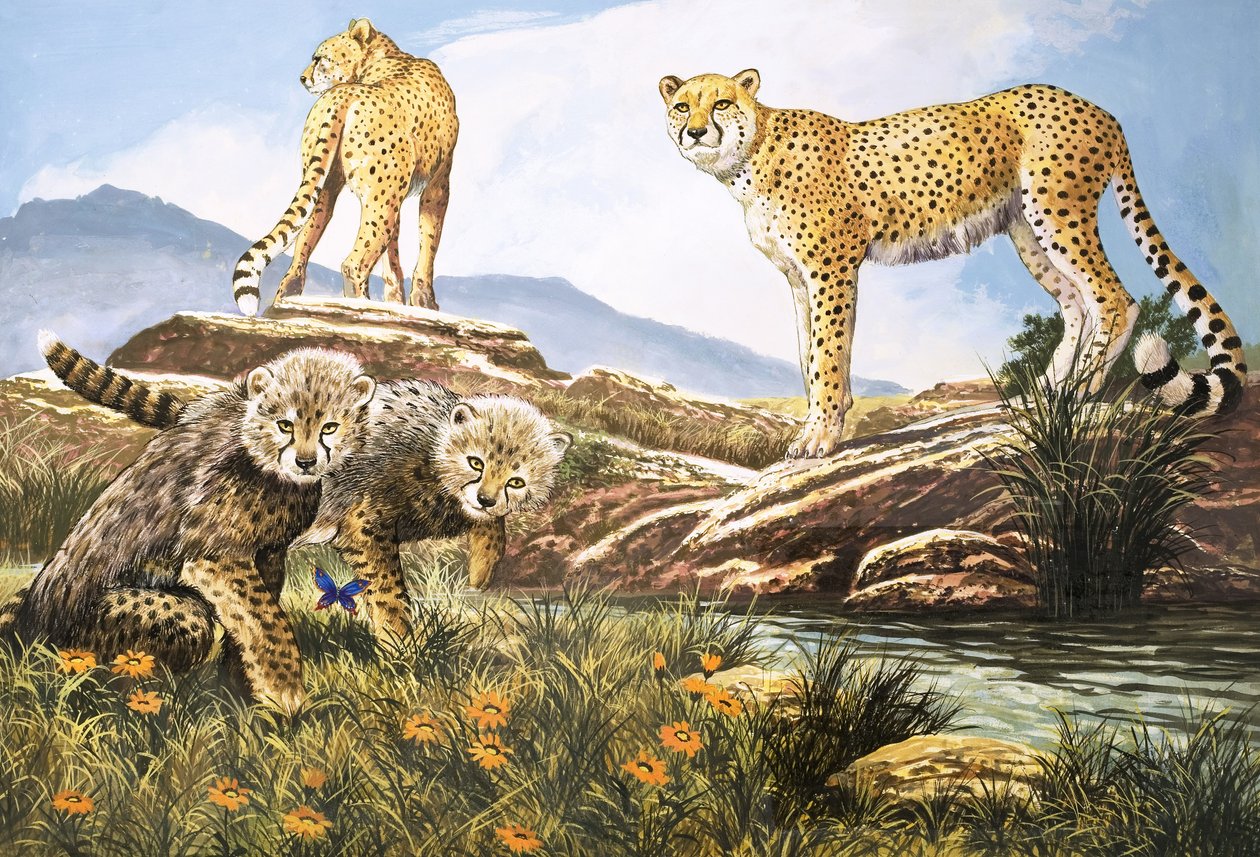 High-Speed Hunter, The Cheetah, illustration fra Nature