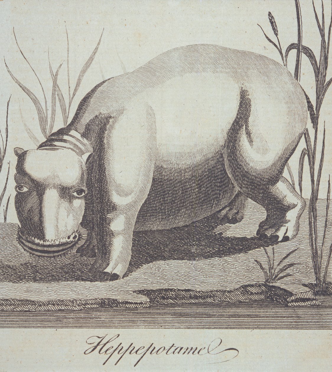 Hippopotamus, fra The Gentlemans Magazine, udgivet i december 1772 af English School