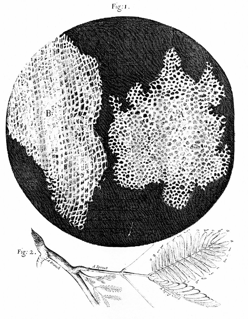 Hookes observationer af korkens cellestruktur (fig. 1) og en kvist af den følsomme plante (fig. 2) 1665 (kobberstik) af English School
