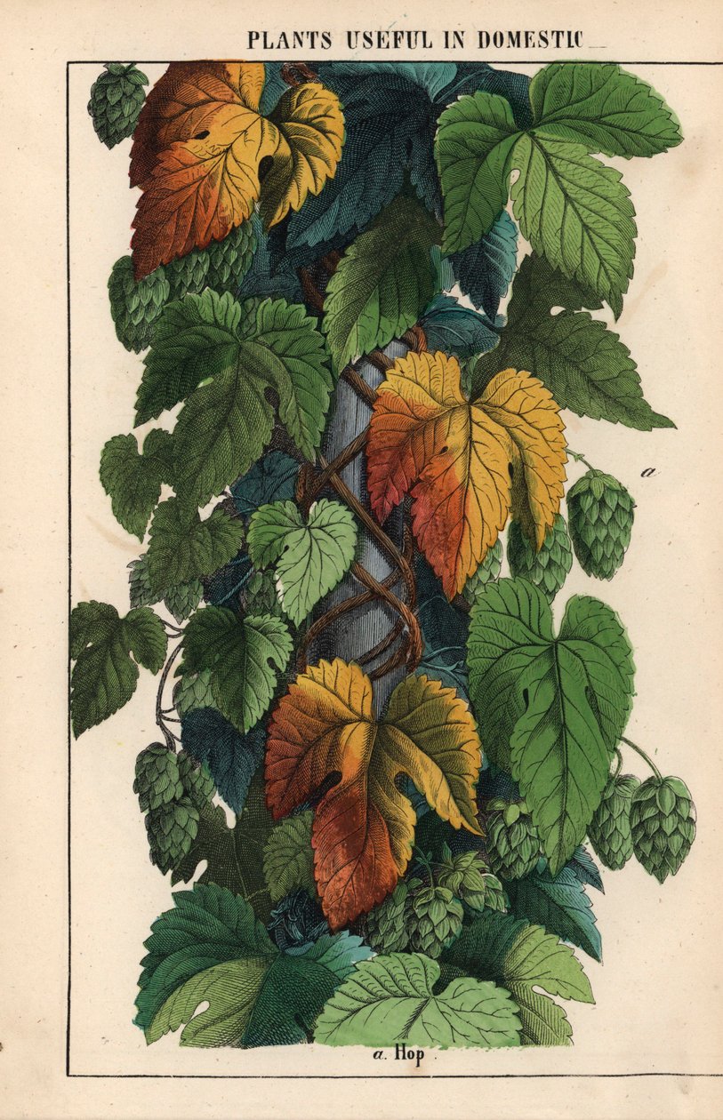 Humle, med grøn frugt  , fra "The Instructive Picturebook, or Lessons from the Vegetable World," [Charlotte Mary Yonge], Edinburgh af English School