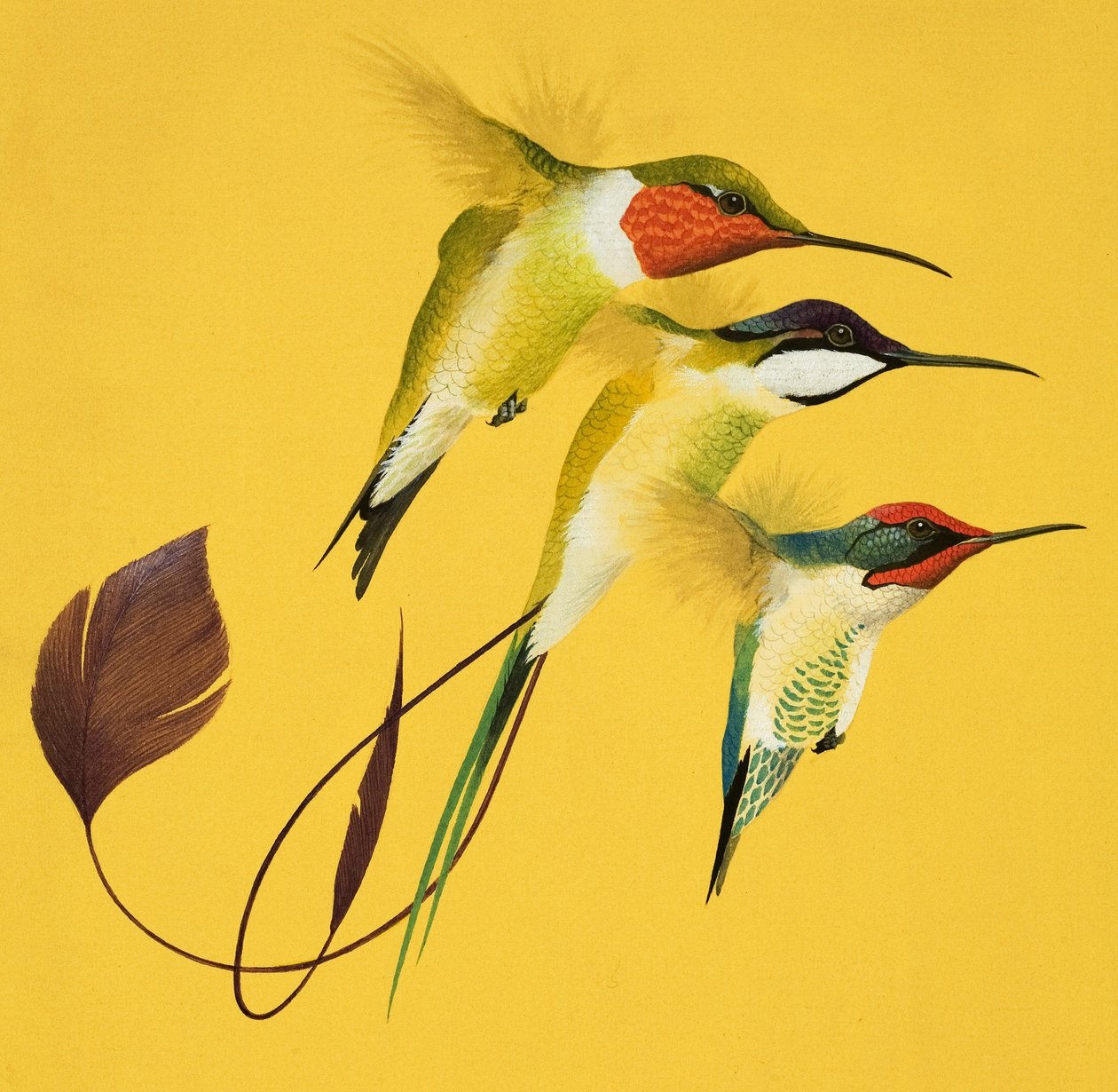 Humming Birds (gouache på papir) af English School