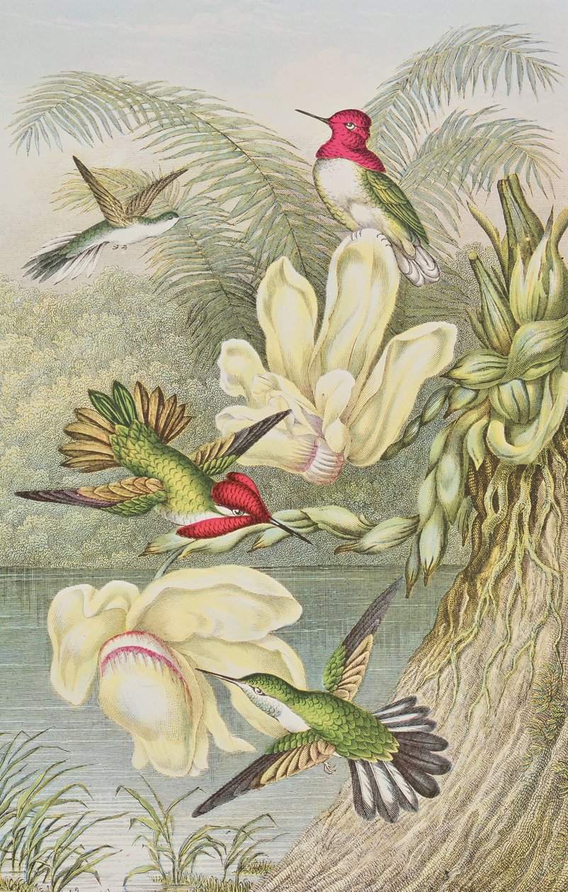Kolibri blandt tropiske blomster af English School