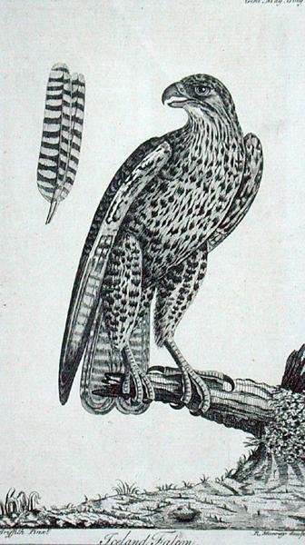 Island Falcon (Falcon Rusticolus), fra 