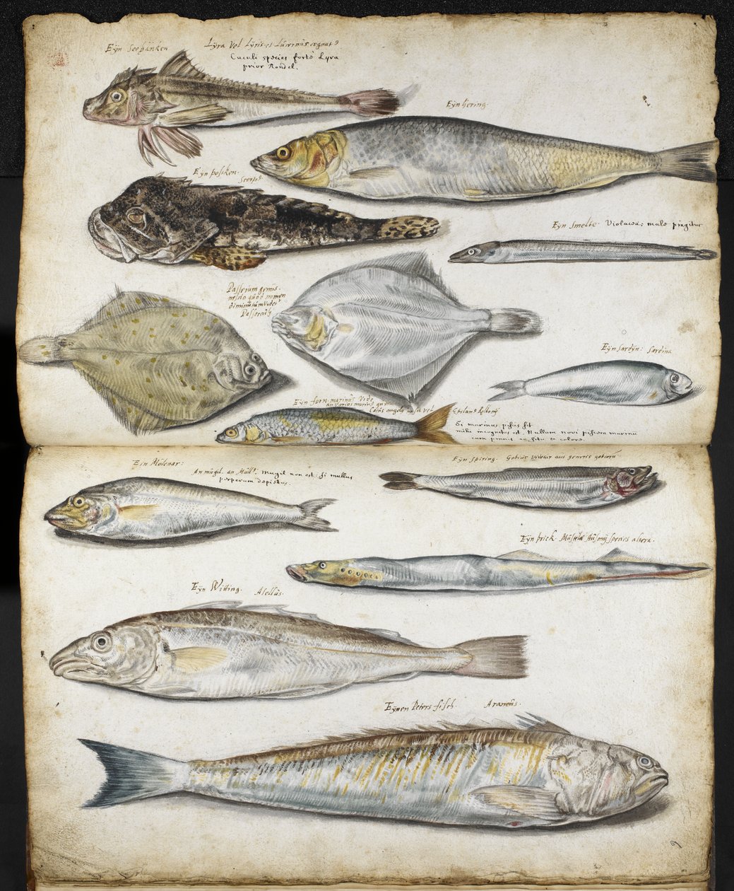Illustrationer relateret til De Historia Piscium, af John Ray, ca. 1686 (akvarel på papir) af English School