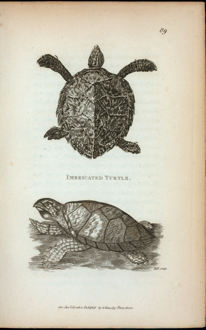 Imbricated Turtle, fra 