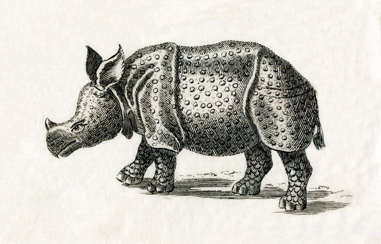 Indisk næsehorn, eller større ethornet næsehorn, Rhinoceros unicornis, fra et tryk fra det 18. århundrede (gravering) af English School