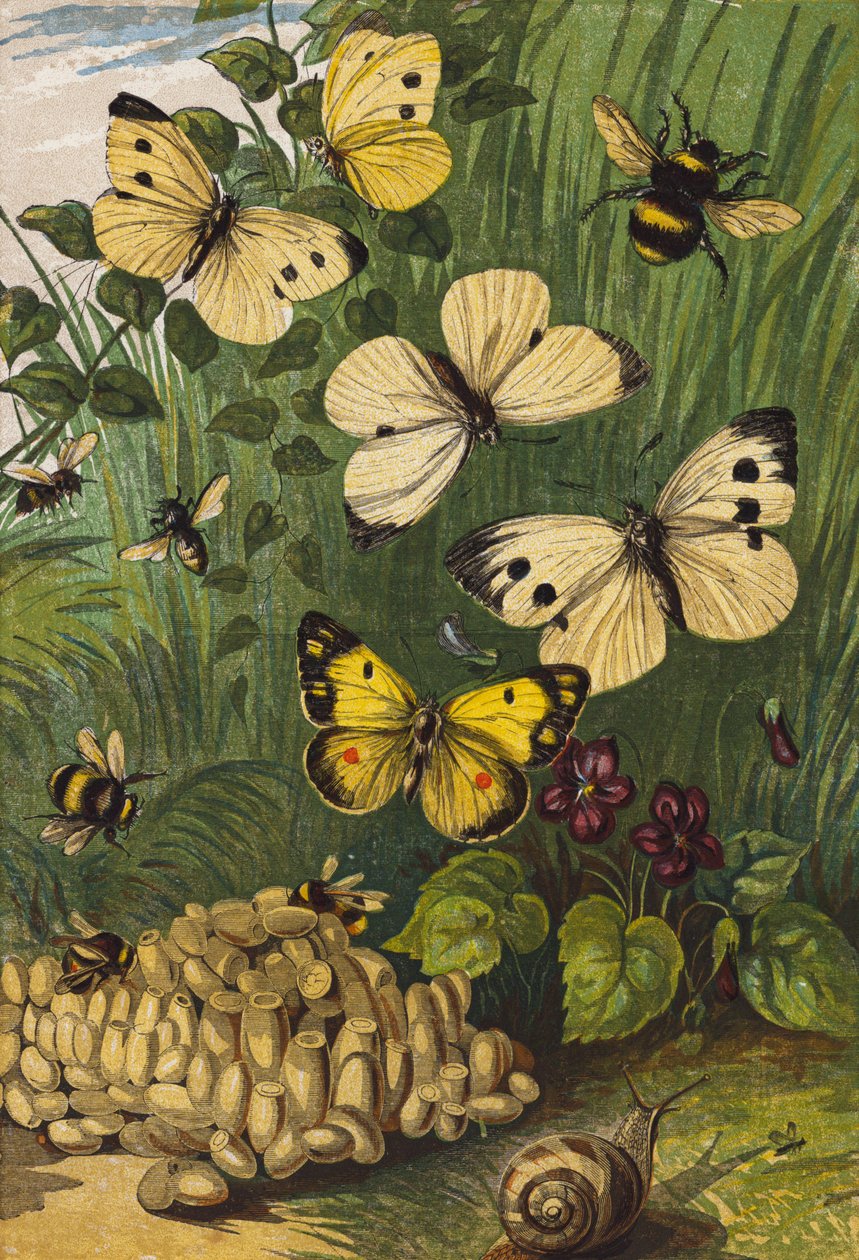 Insekter (farvelitografi) af English School