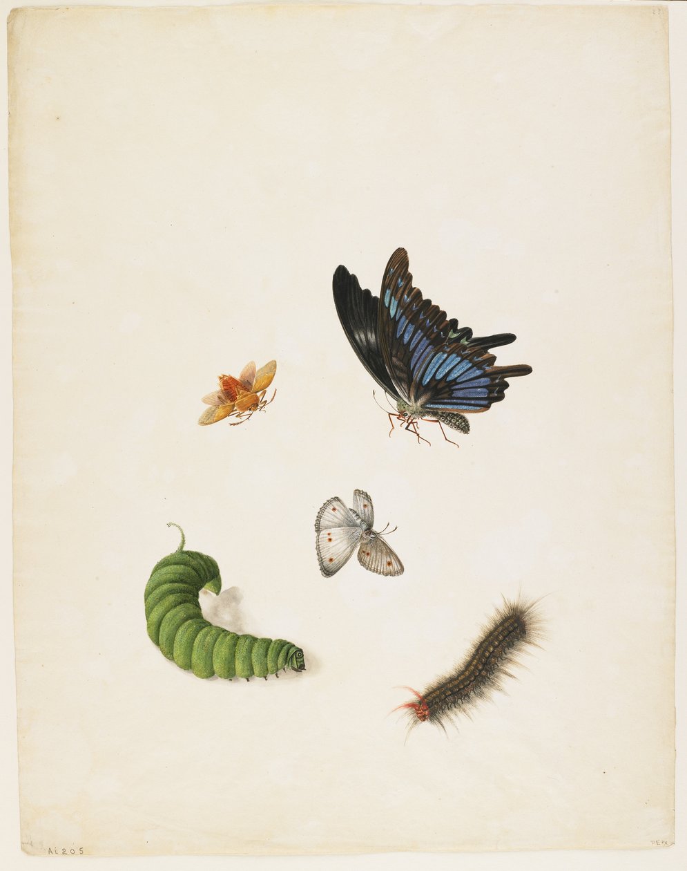 Insekter, ca. 1805 (sort blæk & wc på papir) af English School