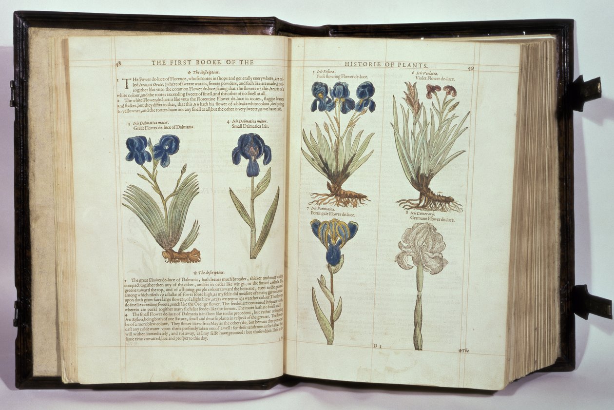 Iris (Flowers de-luce), seks sorter fra 
