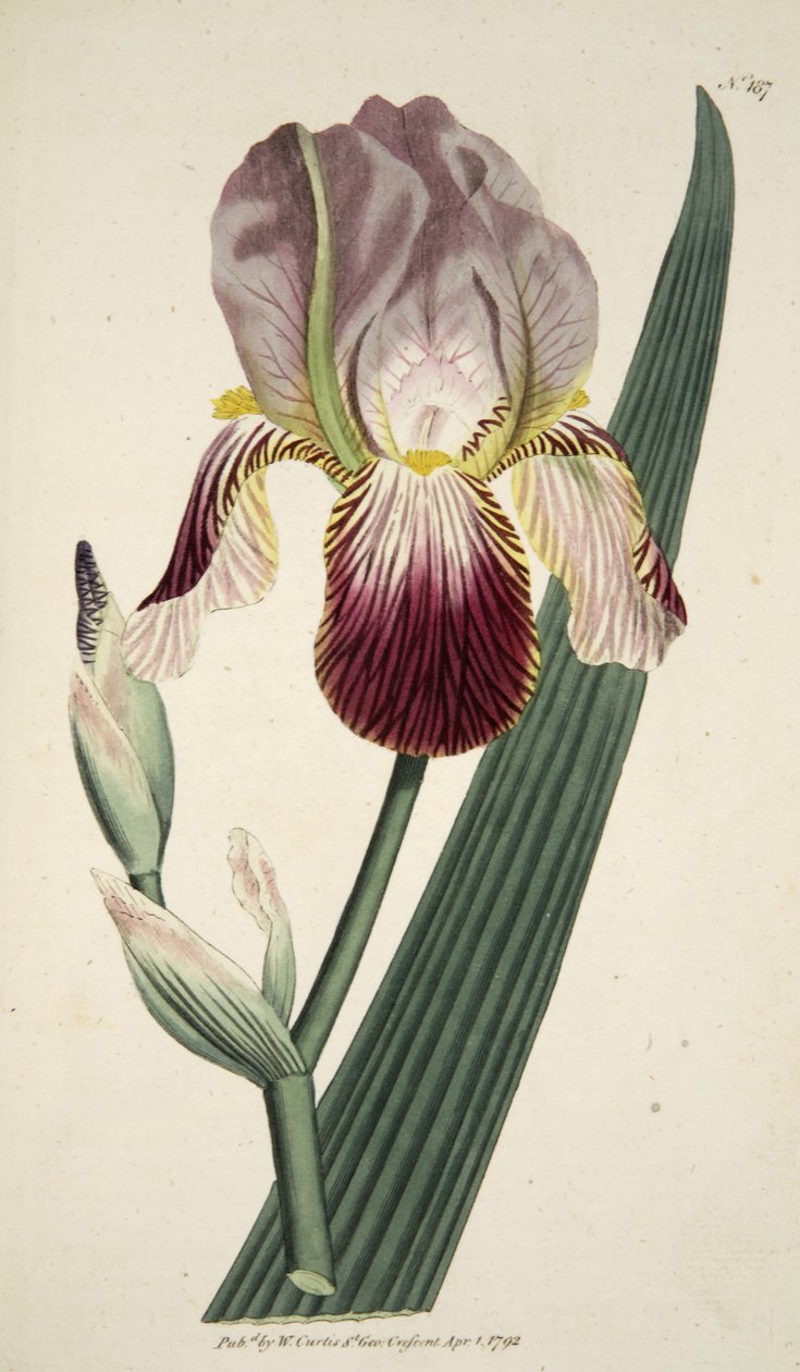 Iris Sambucina (Elder Scented Iris), fra The Botanical Magazine eller Flower Garden Displayed, pub. 1792 (håndfarvet gravering) af English School