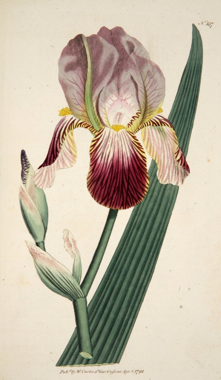 Iris Sambucina Elder Scented Iris, pub. 1792 håndkoloreret gravering. af English School